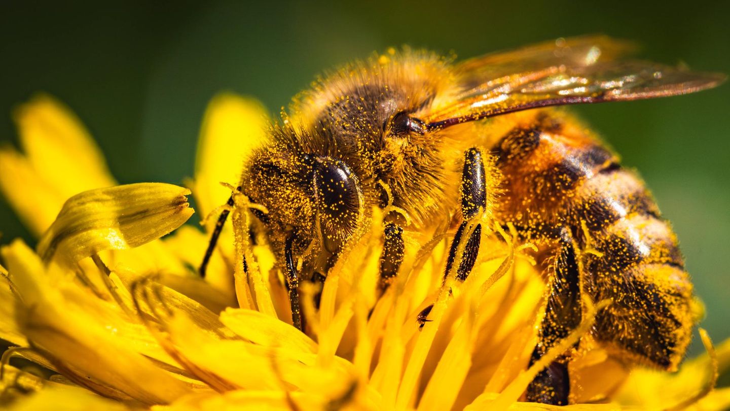 Honigbienen bleiben als gesamtes Volk mit etwa 10.000 bis 15.000 Individuen im Bienenstock. Darin formen sie sich dicht zusammen und erzeugen durch Muskelzittern Wärme. Kalte Winter stellen für sie kaum eine Gefahr dar – sie müssen lediglich mehr Energie aufwenden, um die Temperatur zu halten. Selbst extreme Kälte in arktischen Regionen kann ihnen wenig anhaben. Problematischer sind hingegen milde und feuchte Winter, da diese das Risiko für Pilzbefall und andere Krankheiten erhöhen