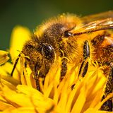 Honigbienen bleiben als gesamtes Volk mit etwa 10.000 bis 15.000 Individuen im Bienenstock. Darin formen sie sich dicht zusammen und erzeugen durch Muskelzittern Wärme. Kalte Winter stellen für sie kaum eine Gefahr dar – sie müssen lediglich mehr Energie aufwenden, um die Temperatur zu halten. Selbst extreme Kälte in arktischen Regionen kann ihnen wenig anhaben. Problematischer sind hingegen milde und feuchte Winter, da diese das Risiko für Pilzbefall und andere Krankheiten erhöhen