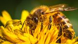 Honigbienen bleiben als gesamtes Volk mit etwa 10.000 bis 15.000 Individuen im Bienenstock. Darin formen sie sich dicht zusammen und erzeugen durch Muskelzittern Wärme. Kalte Winter stellen für sie kaum eine Gefahr dar – sie müssen lediglich mehr Energie aufwenden, um die Temperatur zu halten. Selbst extreme Kälte in arktischen Regionen kann ihnen wenig anhaben. Problematischer sind hingegen milde und feuchte Winter, da diese das Risiko für Pilzbefall und andere Krankheiten erhöhen