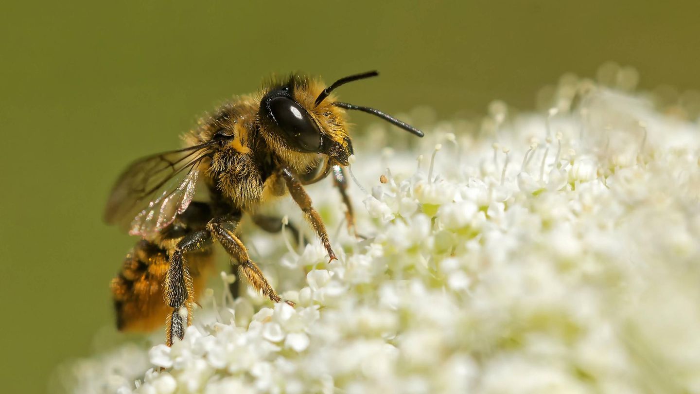 Wildbienen Im Gegensatz zu den Honigbienen, die sich in der Gemeinschaft warm halten, sind Wildbienen überwiegend Einzelgänger. Ihre Nester legen sie selbst an und ziehen ihre Nachkommen ohne Unterstützung groß. Der Großteil der Bienen stirbt im Winter, jedoch überdauern ihre Larven und Puppen die kalte Jahreszeit in Boden, Pflanzenstängeln oder ähnlichen Verstecken. Die Nester, die die Mütter für ihre Brut geschaffen haben, bieten guten Kälteschutz, sodass die Witterungsbedingungen nur einen geringen Einfluss auf das Überleben der Nachkommen haben. Etwa ein Jahr nach der Eiablage schlüpfen die neuen Bienen