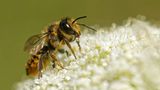 Im Gegensatz zu den Honigbienen, die sich in der Gemeinschaft warm halten, sind Wildbienen überwiegend Einzelgänger. Ihre Nester legen sie selbst an und ziehen ihre Nachkommen ohne Unterstützung groß. Der Großteil der Bienen stirbt im Winter, jedoch überdauern ihre Larven und Puppen die kalte Jahreszeit in Boden, Pflanzenstängeln oder ähnlichen Verstecken. Die Nester, die die Mütter für ihre Brut geschaffen haben, bieten guten Kälteschutz, sodass die Witterungsbedingungen nur einen geringen Einfluss auf das Überleben der Nachkommen haben. Etwa ein Jahr nach der Eiablage schlüpfen die neuen Bienen