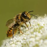 Im Gegensatz zu den Honigbienen, die sich in der Gemeinschaft warm halten, sind Wildbienen überwiegend Einzelgänger. Ihre Nester legen sie selbst an und ziehen ihre Nachkommen ohne Unterstützung groß. Der Großteil der Bienen stirbt im Winter, jedoch überdauern ihre Larven und Puppen die kalte Jahreszeit in Boden, Pflanzenstängeln oder ähnlichen Verstecken. Die Nester, die die Mütter für ihre Brut geschaffen haben, bieten guten Kälteschutz, sodass die Witterungsbedingungen nur einen geringen Einfluss auf das Überleben der Nachkommen haben. Etwa ein Jahr nach der Eiablage schlüpfen die neuen Bienen