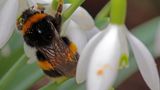 Hummeln sterben im Winter, jedoch überleben die Jungköniginnen in Winterstarre. Sie suchen Schutz unter Holzstapeln, Moos oder loser Rinde, wobei nicht alle die kalte Jahreszeit überstehen. Im Frühling gründen die Überlebenden einen neuen Staat. Kaltes Winterwetter hat dabei nur wenig Einfluss auf die gesamte Population. Gleiches gilt im Übrigen auch für Wespen