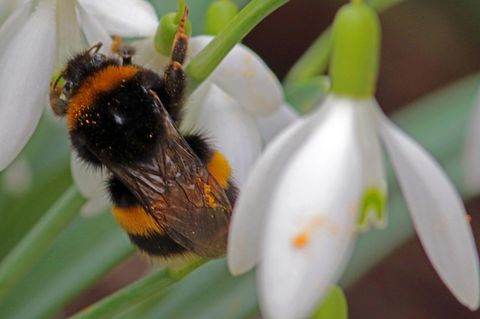 Hummeln sterben im Winter, jedoch überleben die Jungköniginnen in Winterstarre. Sie suchen Schutz unter Holzstapeln, Moos oder loser Rinde, wobei nicht alle die kalte Jahreszeit überstehen. Im Frühling gründen die Überlebenden einen neuen Staat. Kaltes Winterwetter hat dabei nur wenig Einfluss auf die gesamte Population. Gleiches gilt im Übrigen auch für Wespen