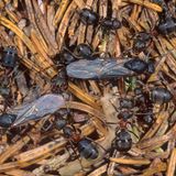 Ameisen suchen im Winter Schutz unter ihrem eigenen Haufen in mehreren Metern Tiefe. Dort ist es wärmer, nicht zuletzt auch durch den Frostschutz des oberen Teils des Haufens. In ihrem natürlichen Bunker verfallen sie in Winterstarre und haben daher kaum Probleme, selbst einen arktischen Winter zu überstehen