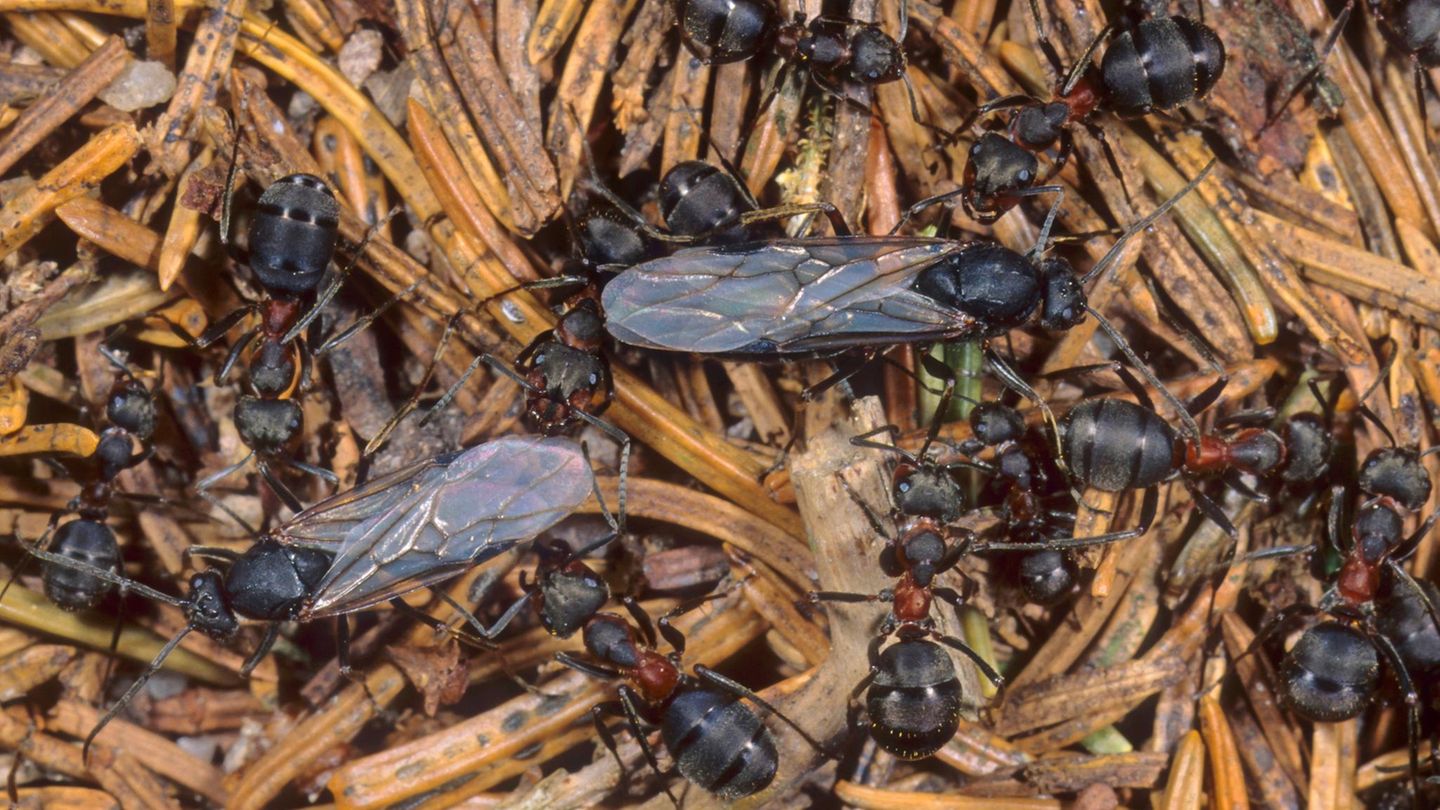 Ameisen Ameisen suchen im Winter Schutz unter ihrem eigenen Haufen in mehreren Metern Tiefe. Dort ist es wärmer, nicht zuletzt auch durch den Frostschutz des oberen Teils des Haufens. In ihrem natürlichen Bunker verfallen sie in Winterstarre und haben daher kaum Probleme, selbst einen arktischen Winter zu überstehen