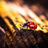 Im Winter halten sich Marienkäfer bevorzugt in großen Gruppen auf, die oft gut geschützt am Boden, unter Steinen, Rinde, Laub, Moos oder Gras zu finden sind. Temperaturen von bis zu minus zehn oder minus 15 Grad können sie gut überstehen. Da in diesem Winter noch keine solch niedrigen Temperaturen erreicht wurden, ist ein Rückgang der Marienkäferpopulation bisher nicht zu erwarten. In der Stadt überwintern Marienkäfer übrigens häufig zwischen den Fenstern. Sie schlafen nur, auch wenn es den Anschein macht, als seien sie tot
