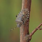 Wanzen haben sich gut an ihr heimisches Habitat angepasst, weshalb ihnen Kälte in der Natur kaum etwas ausmacht. Sie überwintern bevorzugt an trockenen, dunklen Orten wie unter Baumrinden oder zwischen Moos und Laub. Auch Gebäude und Wohnungen sind als Überwinterungsquartier sehr beliebt, da sie dort vor der Kälte gut geschützt sind. Mild-feuchte Winter können jedoch die Wanzenpopulation negativ beeinflussen