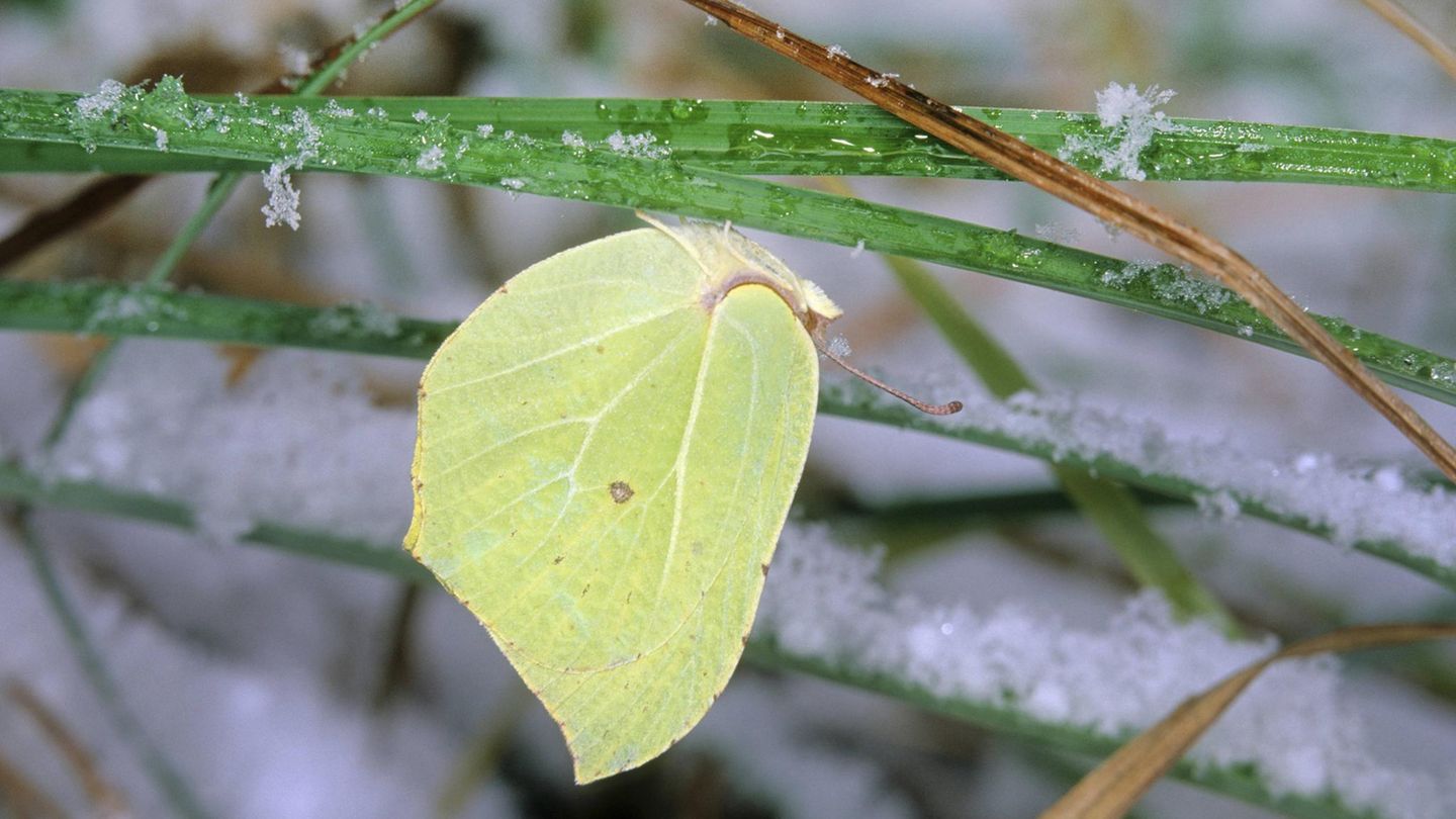 Zitronenfalter Während andere Falter ein frostsicheres Versteck suchen, kann der Zitronenfalter auch eisige Kälte bis zu minus 20 Grad unbeschadet überstehen, da er eine Art Frostschutzmittel in seinem Blut hat. Im Winter hängt er an Efeublättern, Brombeeren oder Stechpalmen. Auch in hohem Gras nistet er sich gerne ein und überwintert so beinahe ungeschützt vor Frost und Schnee