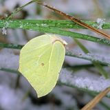 Während andere Falter ein frostsicheres Versteck suchen, kann der Zitronenfalter auch eisige Kälte bis zu minus 20 Grad unbeschadet überstehen, da er eine Art Frostschutzmittel in seinem Blut hat. Im Winter hängt er an Efeublättern, Brombeeren oder Stechpalmen. Auch in hohem Gras nistet er sich gerne ein und überwintert so beinahe ungeschützt vor Frost und Schnee
