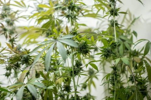 Cannabispflanzen
