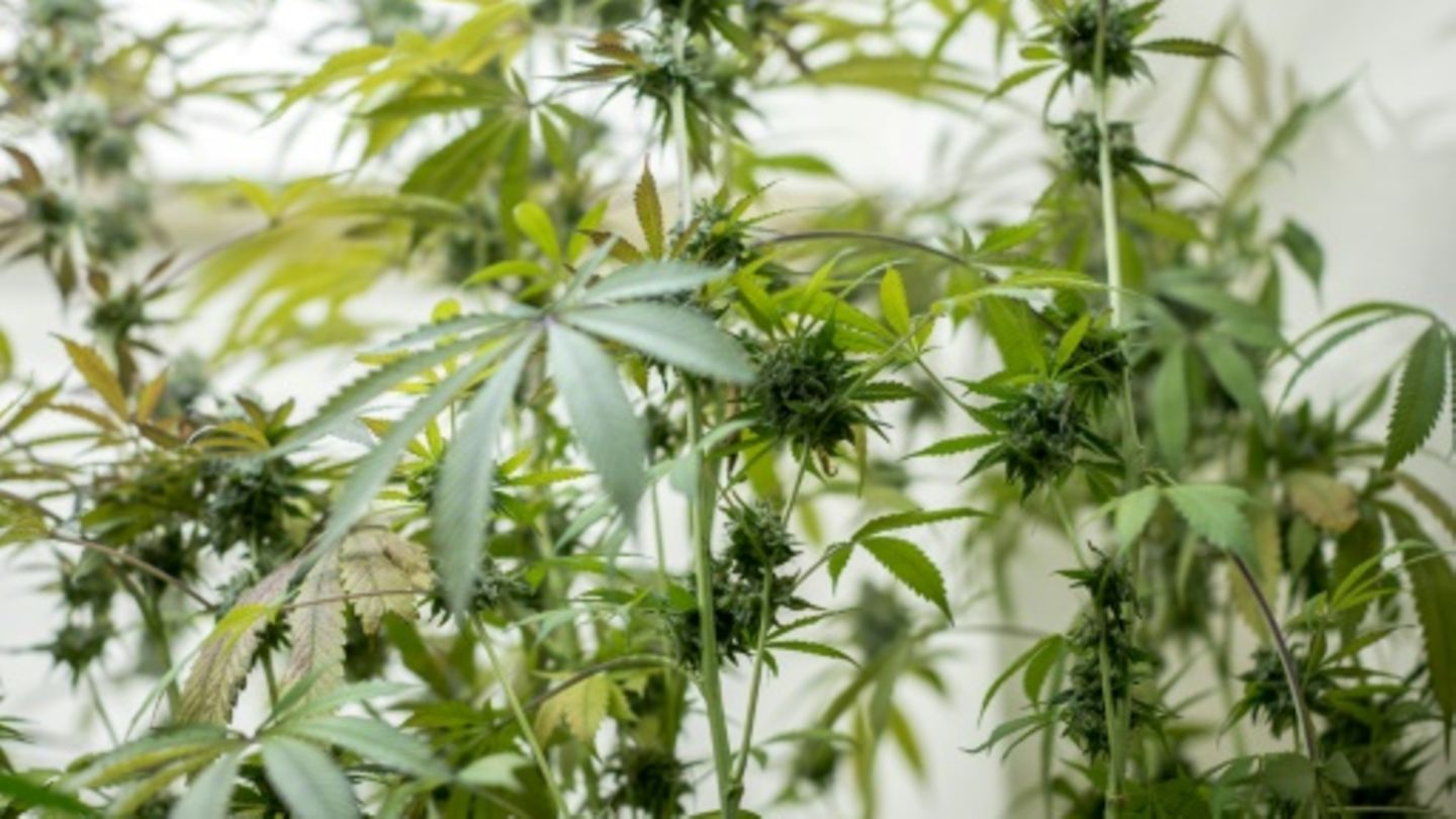 Cannabispflanzen