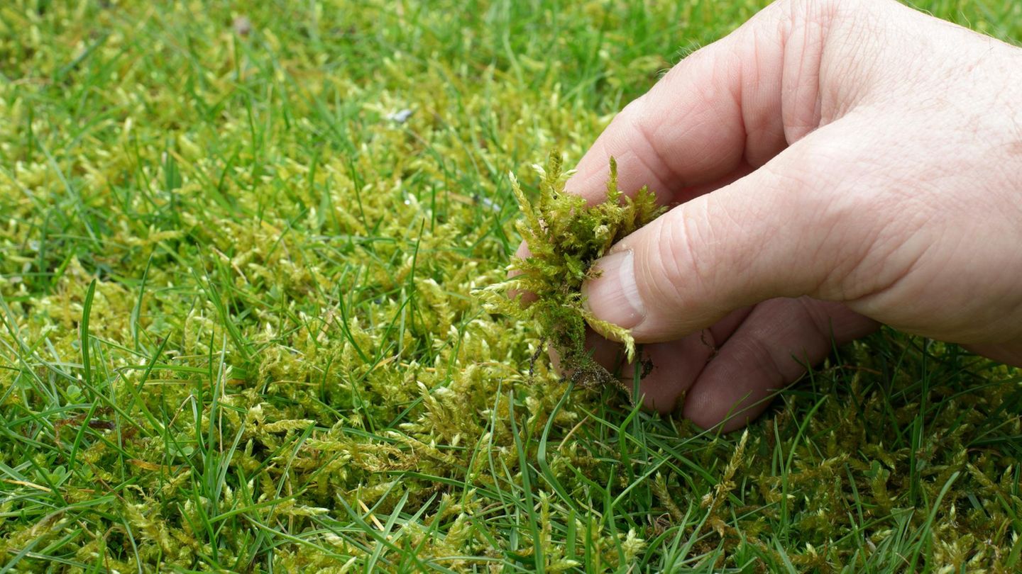 Moos im Rasen: Eine Handvoll Tipps gegen den lästigen Filz Mit Moos bewachsener Rasen