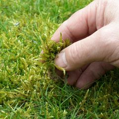 Mit Moos bewachsener Rasen