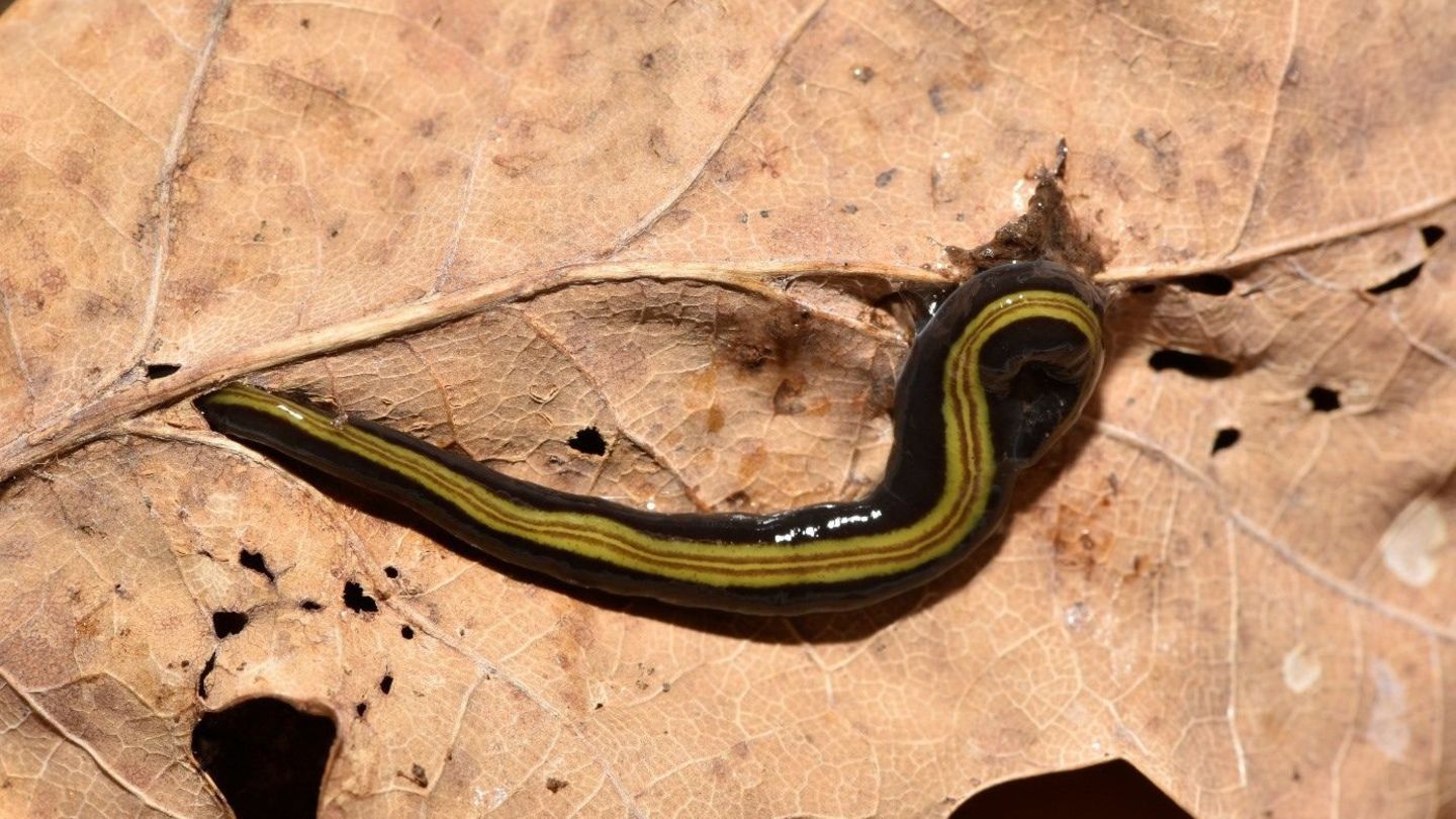 Flesh-eating worms discovered for the first time in Germany