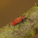 Sie überwintern als Larve oder als Käfer im Boden, weshalb dieser für sie möglichst gesund und humusreich sein muss. Im Frühjahr schlüpft der Käfer und frisst dann Schnecken, Würmer und Raupen