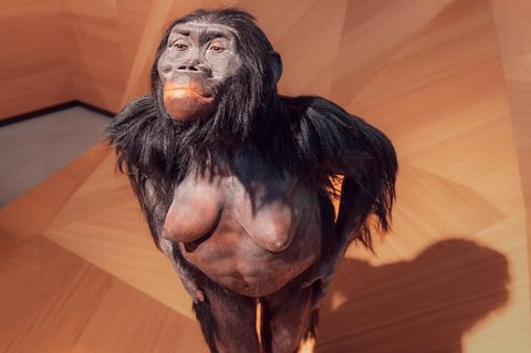 Vormensch Australopithecus Porträt Lucy