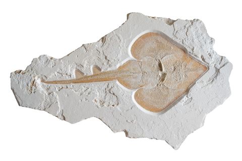 Das Rochen-Fossil könnte Aufschlüsse über die Lebensumstände der Tiere vor etwa 150 Millionen Jahren geben