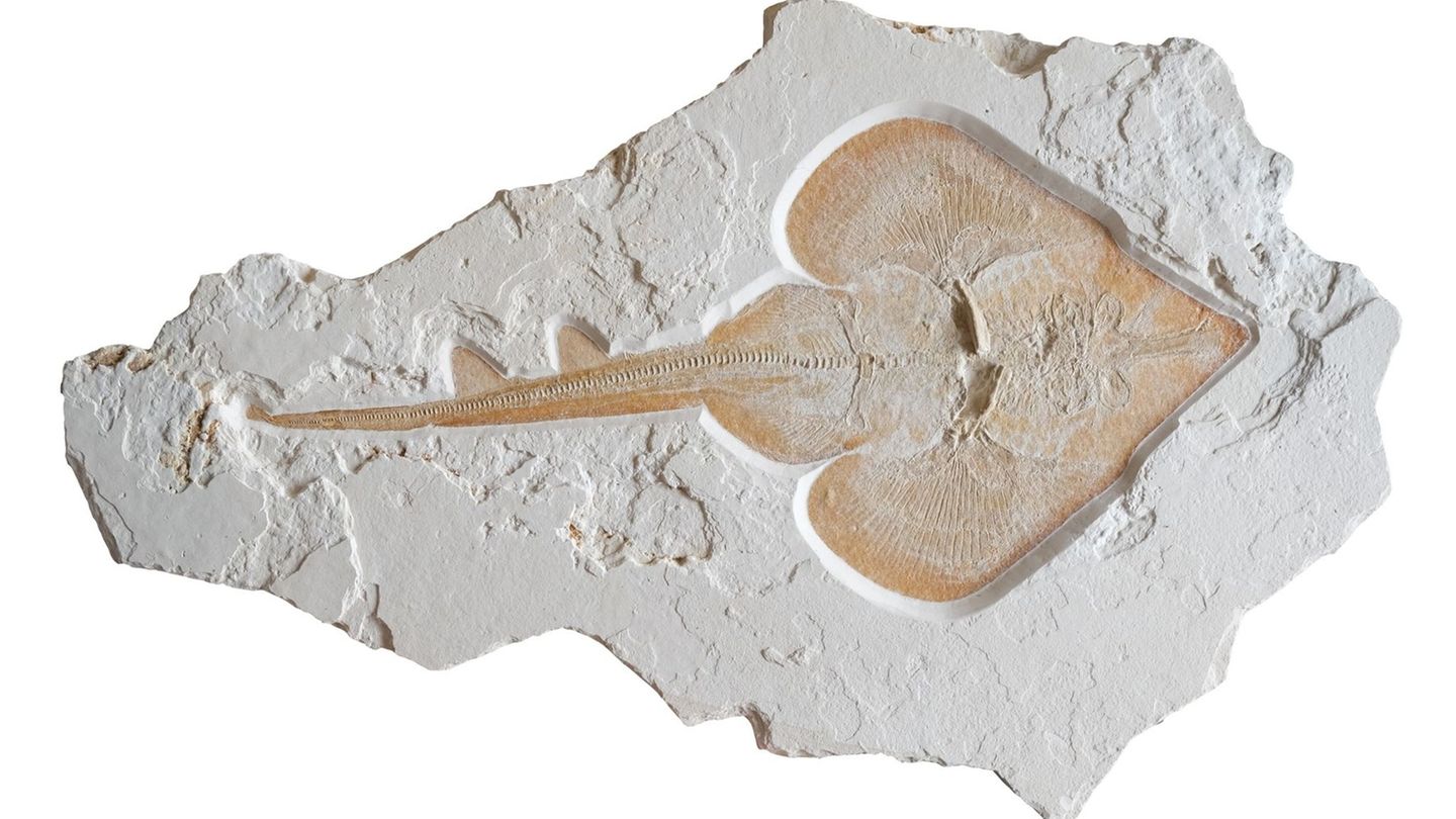 Das Rochen-Fossil könnte Aufschlüsse über die Lebensumstände der Tiere vor etwa 150 Millionen Jahren geben