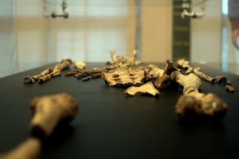 Überreste von Lucy