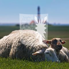 Schafe am Deich mit Schleswig-Holstein-Wappen, Wahlkreis Nordfriesland – Dithmarschen Nord