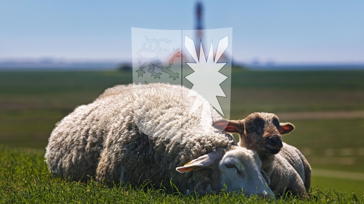 Schafe am Deich mit Schleswig-Holstein-Wappen, Wahlkreis Nordfriesland – Dithmarschen Nord