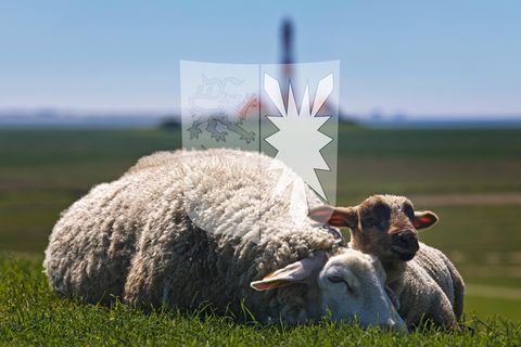 Schafe am Deich mit Schleswig-Holstein-Wappen, Wahlkreis Nordfriesland – Dithmarschen Nord
