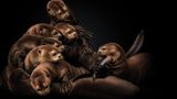 Tierfotografie Riesenotter