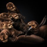 Tierfotografie Riesenotter