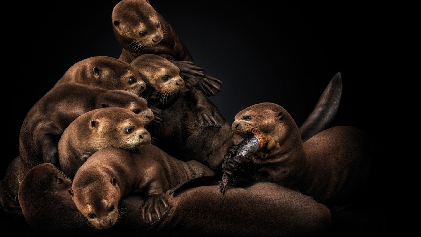 Tierfotografie Riesenotter