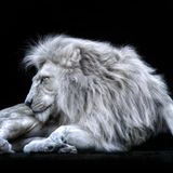 Weißer Löwe Tierfotografie