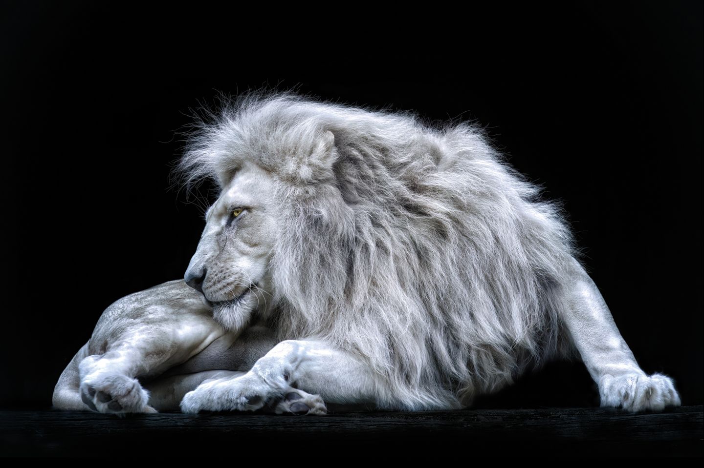Weißer Löwe Tierfotografie Weißer Löwe Tierfotografie