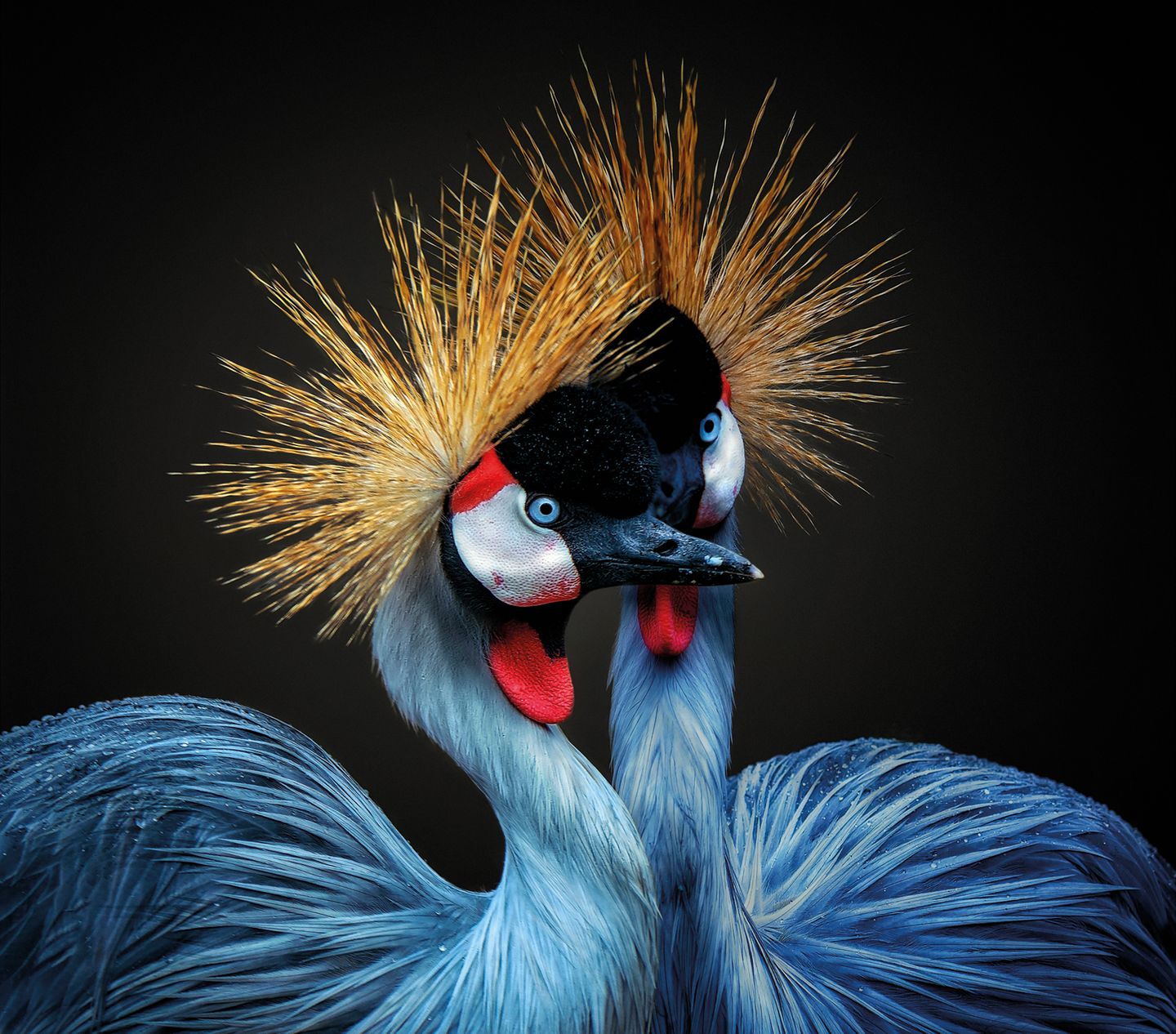 Zwei Vögel mit goldgelbem, kronenartigem Federkranz