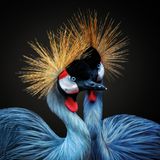 Zwei Vögel mit goldgelbem, kronenartigem Federkranz