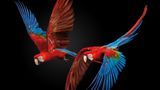 Bunte Papageien Tierfotografie