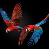 Bunte Papageien Tierfotografie