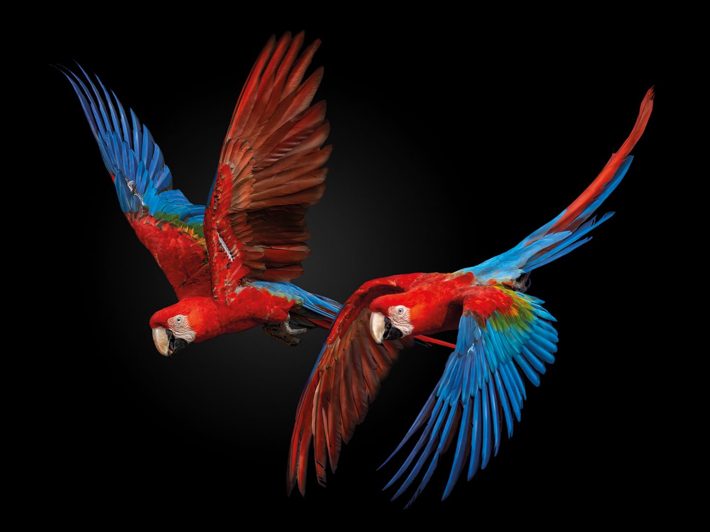 Bunte Papageien Tierfotografie