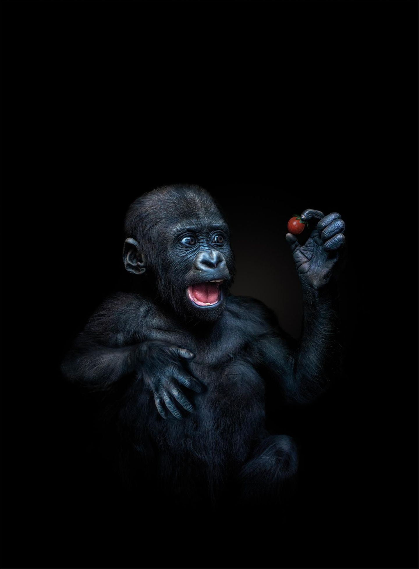 Junger Gorilla mit einer Tomate in der Hand Tierfotografie Junger Gorilla mit einer Tomate in der Hand Tierfotografie