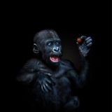 Junger Gorilla mit einer Tomate in der Hand Tierfotografie