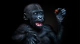 Junger Gorilla mit einer Tomate in der Hand Tierfotografie
