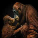 Orang-Utan-Junges küsst seine Mutter Tierfotografie