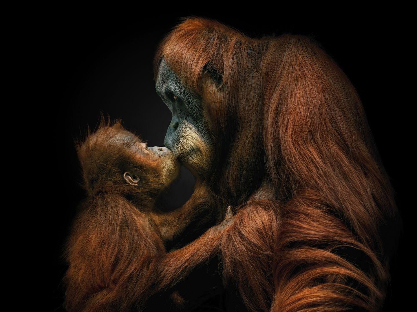Orang-Utan-Junges küsst seine Mutter Tierfotografie