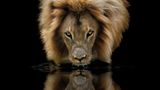 Männlicher Löwe spiegelt sich im Wasser Tierfotografie