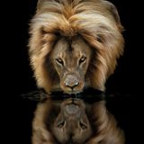 Männlicher Löwe spiegelt sich im Wasser Tierfotografie