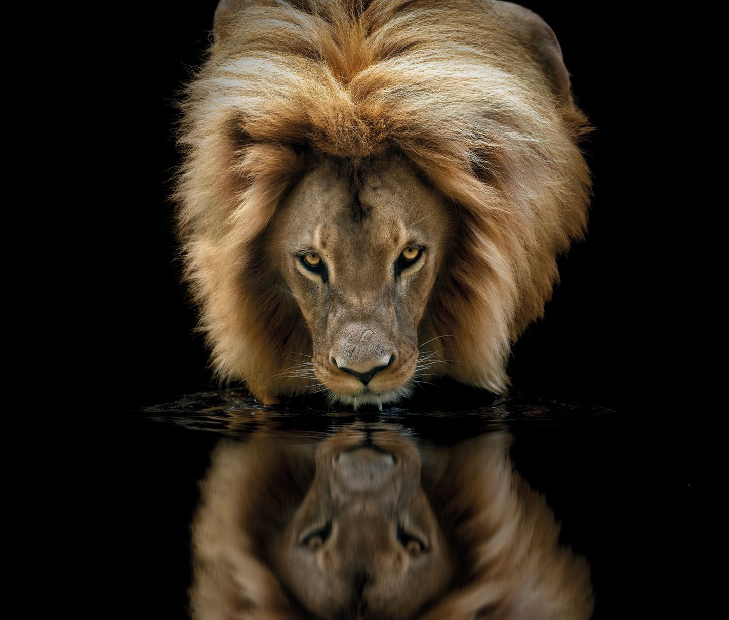 Männlicher Löwe spiegelt sich im Wasser Tierfotografie