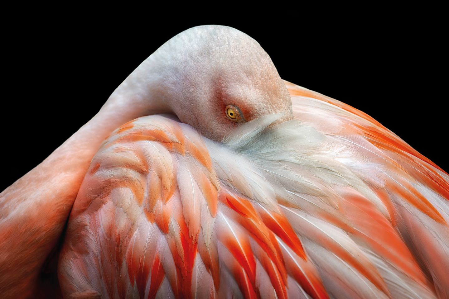 Flamingo steck Kopf ins Gefiedr