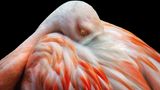 Flamingo steck Kopf ins Gefiedr