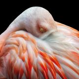 Flamingo steck Kopf ins Gefiedr