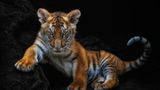 Junger Tiger streckt rechte Pfote vor