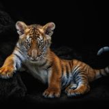 Junger Tiger streckt rechte Pfote vor